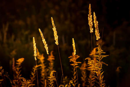Dry grass at sunset on a summer eveningの写真素材