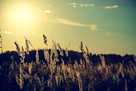 Dry grass at sunset on a summer eveningの写真素材