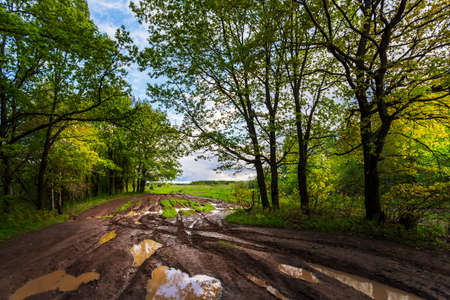 Dirt and clay on a forest road afther rain in Russiaの写真素材