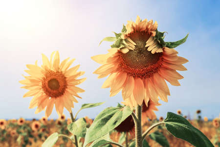 Vintage photo of sunflower in the field at sunny day.の写真素材
