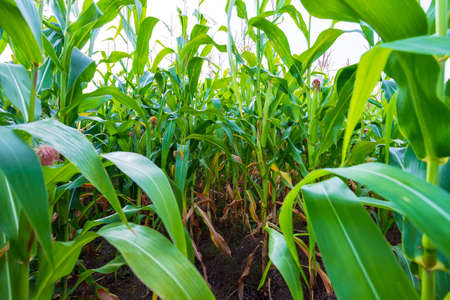 Green field of corn with young cobs growing on the farmの写真素材
