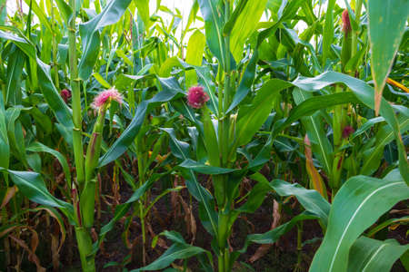 Green field of corn with young cobs growing on the farmの写真素材