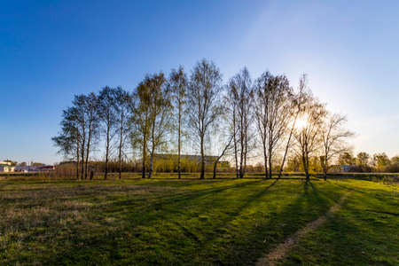 Amazing sunny morning with a birch and green grass. Beautiful spring landscapeの写真素材