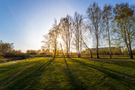 Amazing sunny morning with a birch and green grass. Beautiful spring landscapeの写真素材