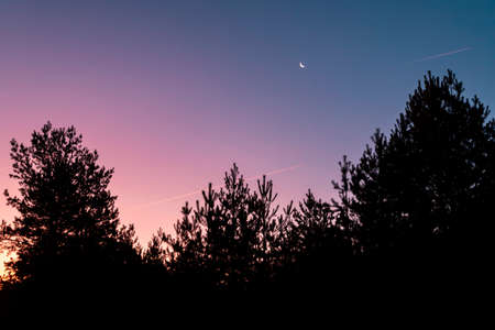 Silhouettes of trees against a pink and purple sunrise skyの写真素材