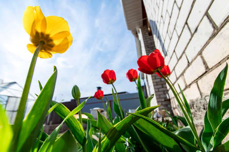 Gardening in the spring. Red and yellow tulips in the garden. Tulips, selective focus. Tulips in the garden on a sunny dayの写真素材