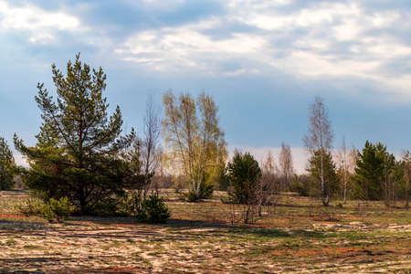 Nature awakening. Spring landscape with treesの写真素材