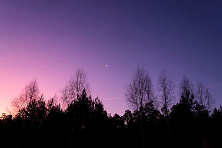 Silhouettes of trees against a pink and purple sunrise skyの写真素材
