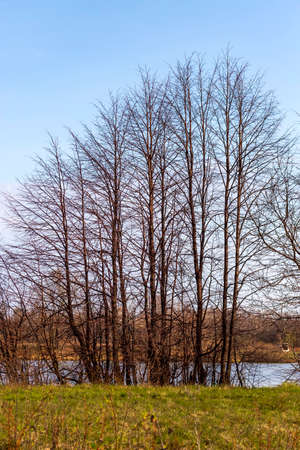 Nature awakening. Spring landscape with treesの写真素材