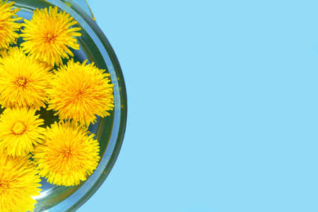 Spring background. Yellow dandelion flowers on light blue. Top viewの写真素材