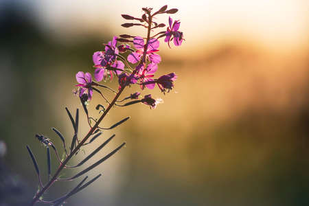 Ivan tea flower at sunset close-up on blurred backgroundの写真素材