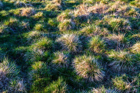 Many mounds of grass in a swamp on a sunny dayの写真素材