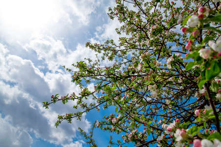A blooming branch of apple tree in springの写真素材