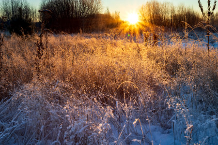 Dry grass in the rays of the winter sun at dawn. Winter beautiful landscapeの写真素材