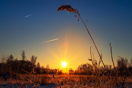 Dry grass in the rays of the winter sun at dawn. Winter beautiful landscapeの写真素材