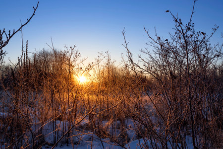 Dry grass in the rays of the winter sun at dawn. Winter beautiful landscapeの写真素材