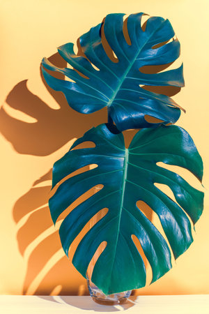 Monstera leaf in glass vase on the yellow backgroudの写真素材