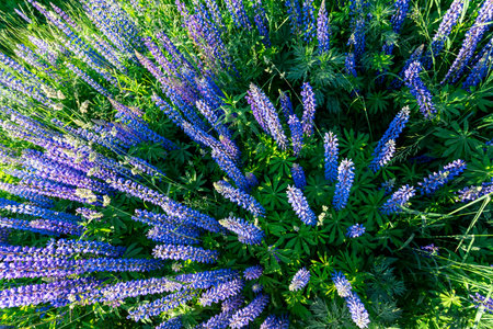 Lupin flowers in summer time.の写真素材