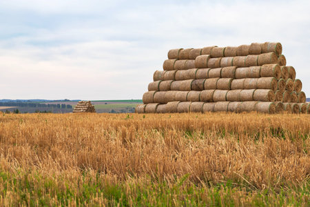 Haystacks in a field of straw in sunny dayの写真素材