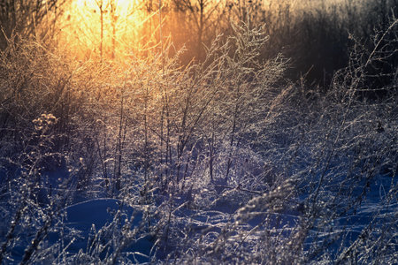 The grass in hoarfrost on a sunny winter morningの写真素材