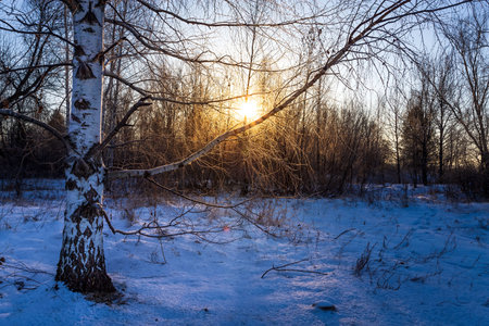 Winter landscape. Trees in snowy forest in the sunny morning. Tranquil winter nature in sunlightの写真素材