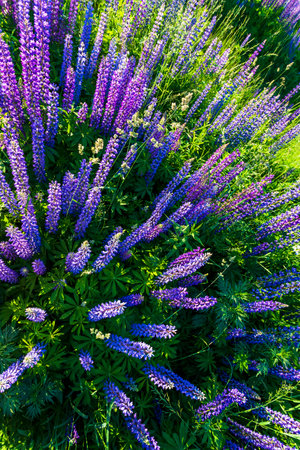 Lupin flowers in summer time. Top viewの写真素材