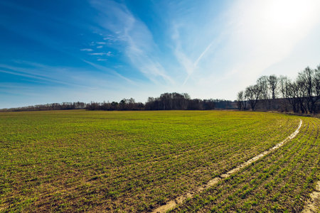 Young sprouts of winter wheat of grain crops. Young green sprouts line. Fertile agricultural land. Symmetrical lines of shoots of grain crops. field of young wheat, barley, rye.の写真素材