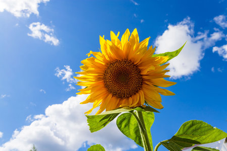 Yellow sunflowers against blue skyの写真素材