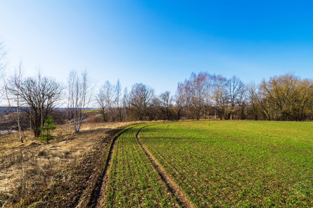 Young sprouts of winter wheat of grain crops. Young green sprouts line. Fertile agricultural land. Symmetrical lines of shoots of grain crops. field of young wheat, barley, rye.の写真素材