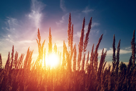 Dry grass on the background of the setting sun in a summer eveningの写真素材