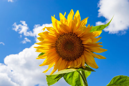 Yellow sunflowers against blue skyの写真素材