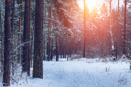Winter pines forest in sunny day. Winter in Russia.の写真素材