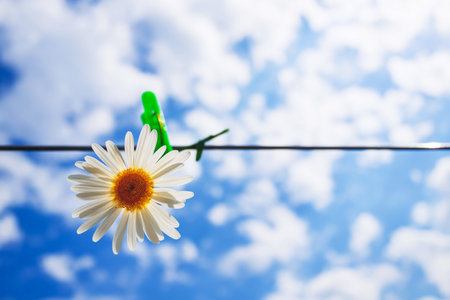 Chamomile flower on a background of blue sky with cloudsの写真素材