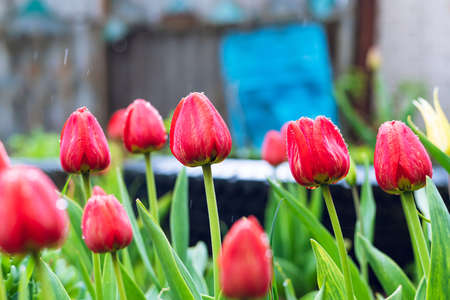 Red Tulips after the Rain in the garden. Selective focusの写真素材