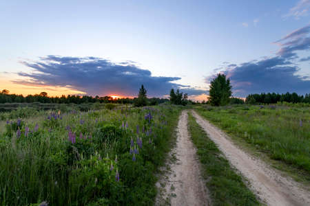 Beautiful summer sunrise in a field with a beautiful sky