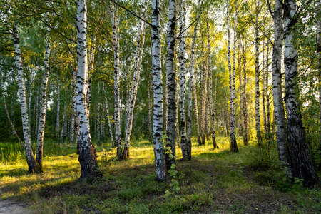 Birch grove in summer at sunset on a sunny summer evening.の写真素材