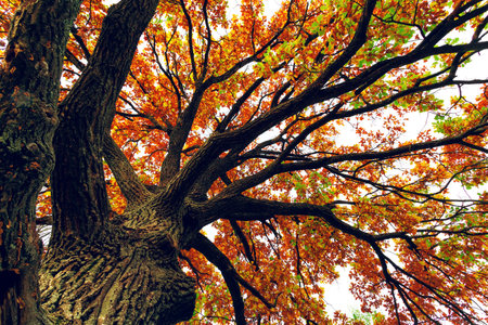 Oak tree with orange leaves. Bottom view of the tree crown. Concept of autumn, autumn background.の写真素材