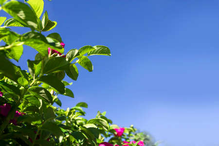 Green leaves of wild rose on a background of blue sky on a spring dayの写真素材