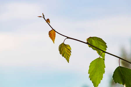 Spring background with bright young green leaves of birchの写真素材
