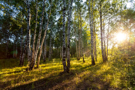 Birch grove in summer at sunset on a sunny summer evening.の写真素材