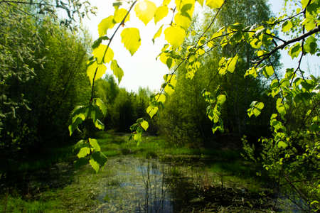 Spring background with bright young green leaves of birchの写真素材