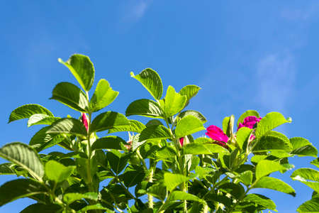 Green leaves of wild rose on a background of blue sky on a spring dayの写真素材