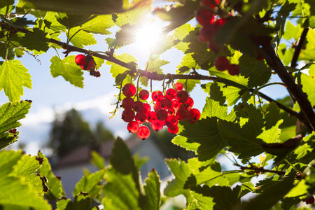Red currant. Ripe and fresh organic redcurrant berries growing in the garden. Red currant berries in the sunの写真素材