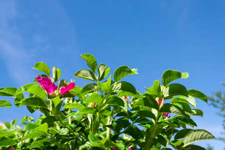 Green leaves of wild rose on a background of blue sky on a spring dayの写真素材