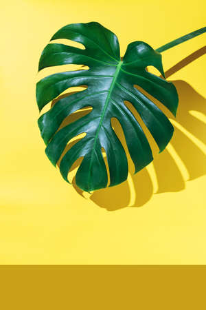 Monstera leaf on the yellow backgroundの写真素材