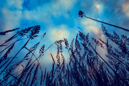 Grass against the background of the mystical sky. Bottom view. Natural backgroundの写真素材