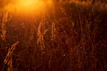 Dry grass at sunset. Golden summer sunset. Selective focusの写真素材