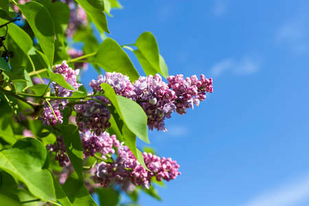 A branch with Spring lilac flowers against blue skyの写真素材