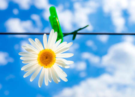 Chamomile flower on a background of blue sky with cloudsの写真素材