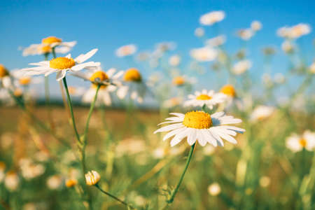 Beautiful summer sunrise in a field with a beautiful skyの写真素材